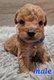 Magnifique petits caniche nain