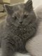 Adorable chatons British