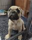 Magnifique Bouledogue français - Disponible de...