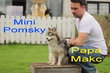 Mini Husky, Pomsky, elevage Belge, petite taille