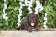 Labradoodle chiots, taille moyen