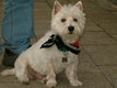 West highland white terrier, westie, westy,...