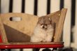 Spitz Pomeranian, Spitz Nain rouge