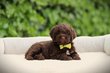 Lagotto Romagnolo, Chien d'eau, chien...