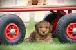 Caniche Nain, Caniche Toy