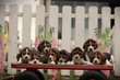 Beagle, eleveur de Belgique