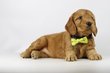 Cockapoo, mix Caniche et Cocker Anglais