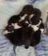 Magnifiques chiots Border Collie avec pedigree...