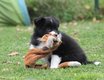 Magnifiques chiots Border Collie avec pedigree...