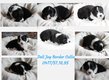 Magnifiques chiots Border Collie avec pedigree...
