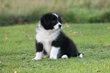 Magnifiques chiots Border Collie avec pedigree...