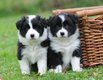 Magnifiques chiots Border Collie avec pedigree...