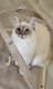 4 amours de Birman pour compagnie