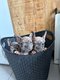 Bouledogue francais merle(silver et lilac),bleu...