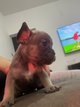 Bouledogue francais merle(silver et lilac),bleu...