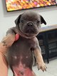 Bouledogue francais merle(silver et lilac),bleu...