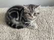 Adorables chatons Silver tabby à reserver