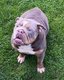 Bouledogue anglais