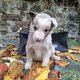 Adorables chiots border collie à réserver