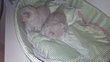 Chatons British shorthair
