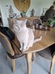 Chatons British shorthair