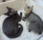 A donner Chatons Européens