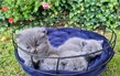 Adorables Chatons British shorthair 😻