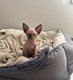 Magnifique chatons sphynx
