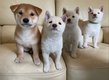 Magnifiques chiots Mameshiba
