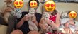 Magnifiques chiots Mameshiba