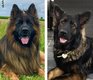Chiots berger allemand à réservés