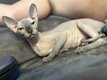 Sphynx hellya