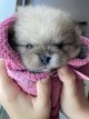 Adorables chiots Spitz nains disponibles   Suivi...