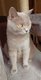 Femelle British shorthair Lilac