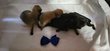Chiot