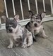 Bouledogues Français 🥰😍🐶