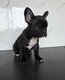 Bouledogues Français 🥰😍🐶