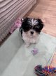 Petit bichon mâle