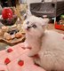Les petits de Chanel
