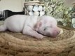 Chiens Chinois Hug And Sweetness