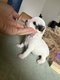 Chiens Chinois Hug And Sweetness