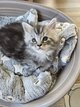 Chatons Maine Coon
