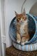 Maine coon red tabby et blanc disponible