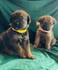 Chiots Malirons