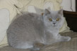British shorthair Lilac