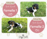 2 adorables chiots Jack Russell cherchent une...