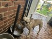 Bouledogue français