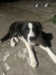 Chiot border collie à donner