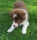 Chiots border collie pure race