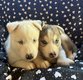 Chiot husky